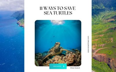 11 Ways To Save Sea Turtles
